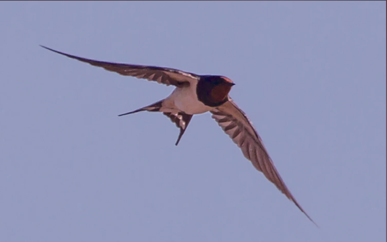 Sailor Shikiori Yutsubame | Muestra 2ml