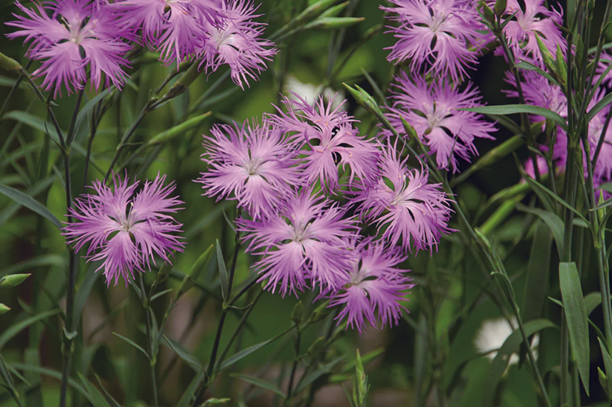 Sailor Shikiori Nadeshiko | Muestra 2ml