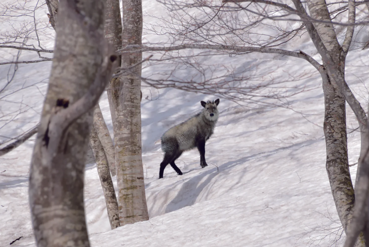 Sailor Shikiori Sansui Kamoshika | Muestra 2ml